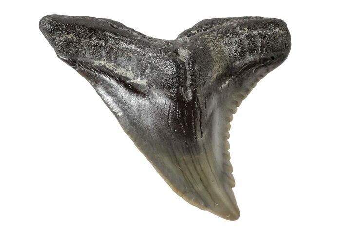 Serrated, Fossil Shark (Hemipristis) Tooth #170430